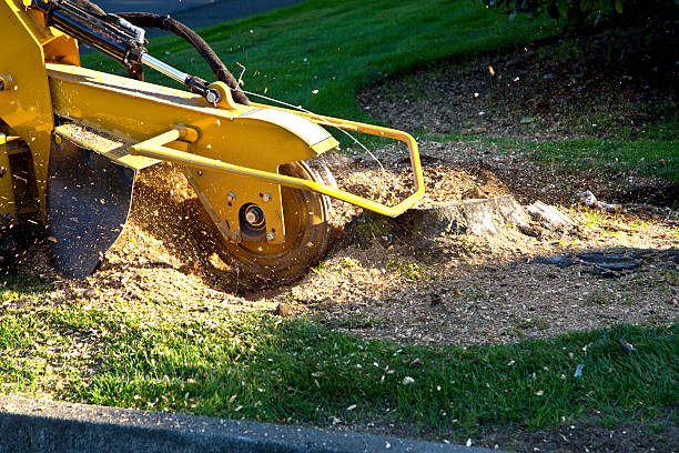 Best Utility Line Clearance  in Pantego, TX